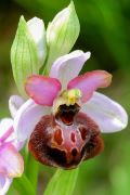 ophrys