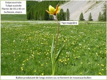 La tulipe australe. Image 2