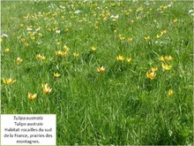 La tulipe australe. Image 6