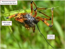 Le rhinocoris des fleurs. Image 2