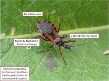 Le rhinocoris des fleurs. Image 3