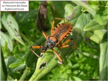 Le rhinocoris des fleurs. Image 6