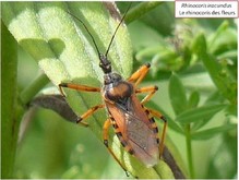 Le rhinocoris des fleurs. Image 7