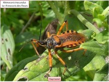 Le rhinocoris des fleurs. Image 8