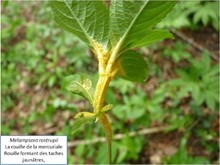 Rouille de la mercuriale Image 3