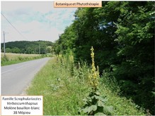 La molène bouillon blanc Image 1