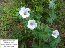 Le géranium blanc Image 2