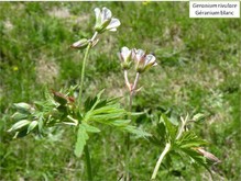 Le géranium blanc Image 4