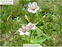 Le géranium blanc Image 8