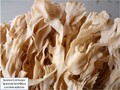 Le sparassis lamelleux Image 6
