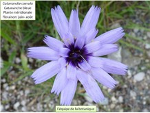 La catananche bleue Image 8