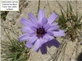 La catananche bleue Image 6