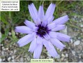 La catananche bleue Image 8