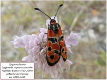 La zygene de la petite coronille Image 2