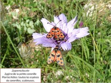 La zygene de la petite coronille Image 4