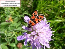 La zygene de la petite coronille Image 6