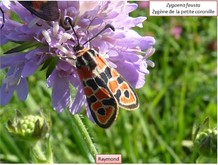 La zygene de la petite coronille Image 8