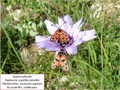 La zygene de la petite coronille Image 4