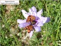 La zygene de la petite coronille Image 7