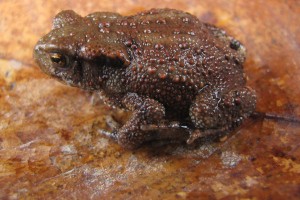 Faune Image 1