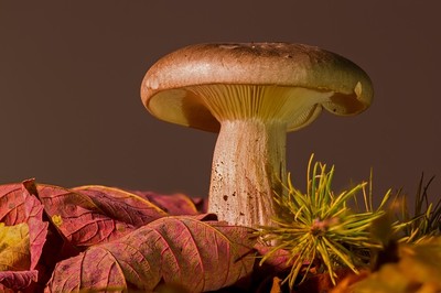 Mycologie Image 1